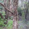 Endangered Woodland of Cumberland Plain, Western Sydney